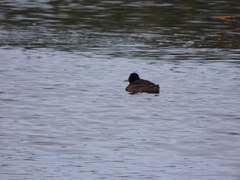 Heteronetta atricapilla