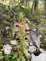Pedicularis procera