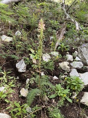 Pedicularis procera
