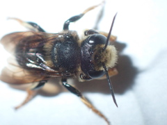 Megachile bahamensis