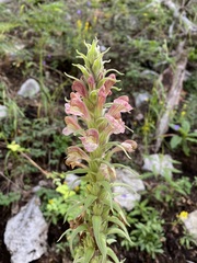 Pedicularis procera