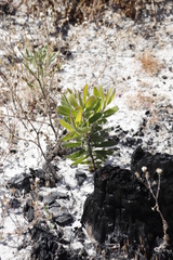 Leucadendron laureolum