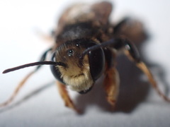 Megachile bahamensis