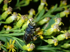 Megachile bahamensis