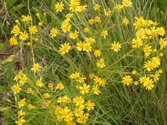 Senecio pampeanus
