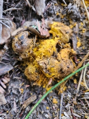 Hypomyces microspermus