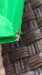 Heteroptera