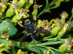 Megachile bahamensis
