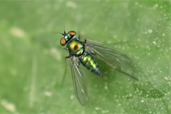 Condylostylus comatus