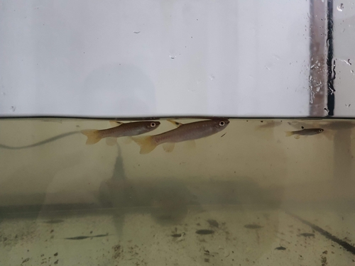 Short-lined Pyrrhulina