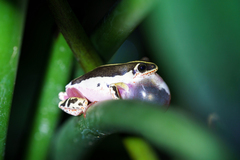 Hyperolius marmoratus