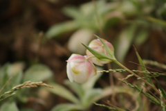 Calochortus albus