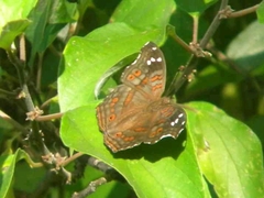 Junonia natalica