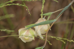 Calochortus albus
