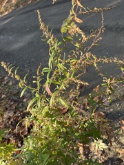 Artemisia vulgaris
