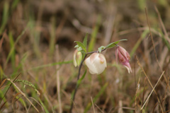Calochortus albus