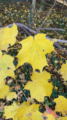 Acer saccharum