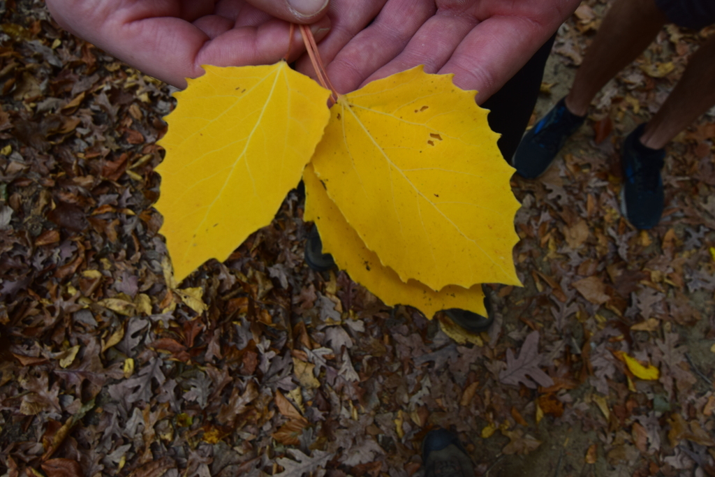 Bigtooth Aspen Facts