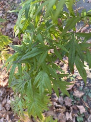 Artemisia vulgaris