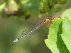 Xanthagrion erythroneurum