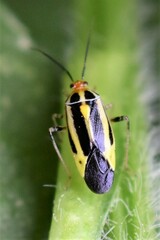 Poecilocapsus lineatus