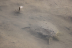 Apalone spinifera pallida