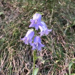 Campanula barbata