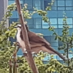 Campylorhynchus griseus