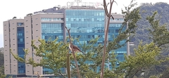 Campylorhynchus griseus
