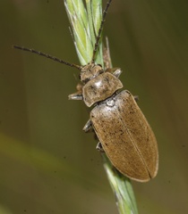 Dascillus cervinus