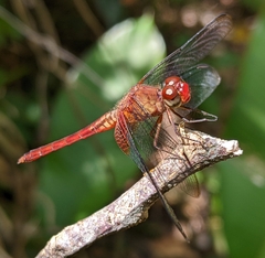 Erythrodiplax famula