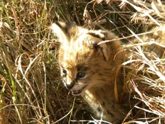 Leptailurus serval serval