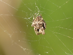 Araneus angulatus