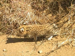 Leptailurus serval serval