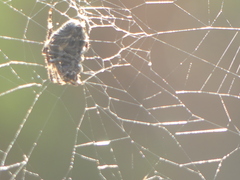 Araneus angulatus