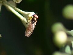 Melanostoma mellinum