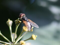 Phasia aurigera