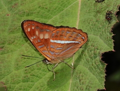 Adelpha olynthia