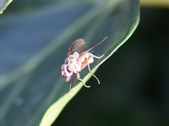Anthomyia procellaris