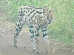 Leptailurus serval serval