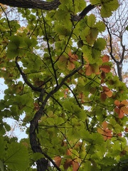 Quercus dentata