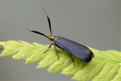 Dichomeris nonstrigella