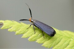 Dichomeris nonstrigella