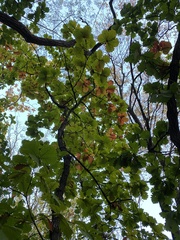 Quercus dentata