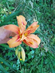 Hemerocallis fulva kwanso