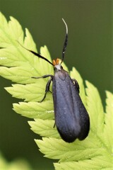 Dichomeris nonstrigella