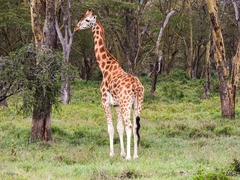 Giraffa camelopardalis rothschildi