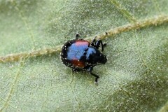 Synolabus bipustulatus