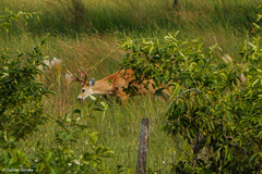 Blastocerus dichotomus