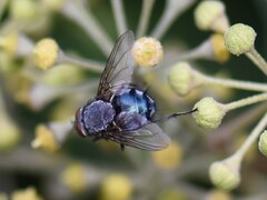 Calliphora